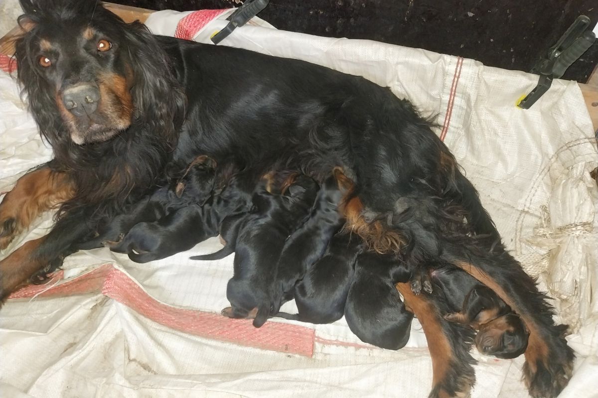 chiots setter gordon