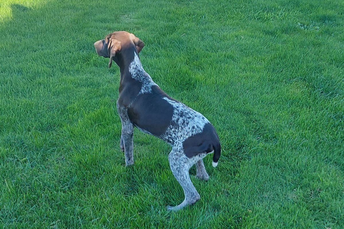 Chiots Braque allemand