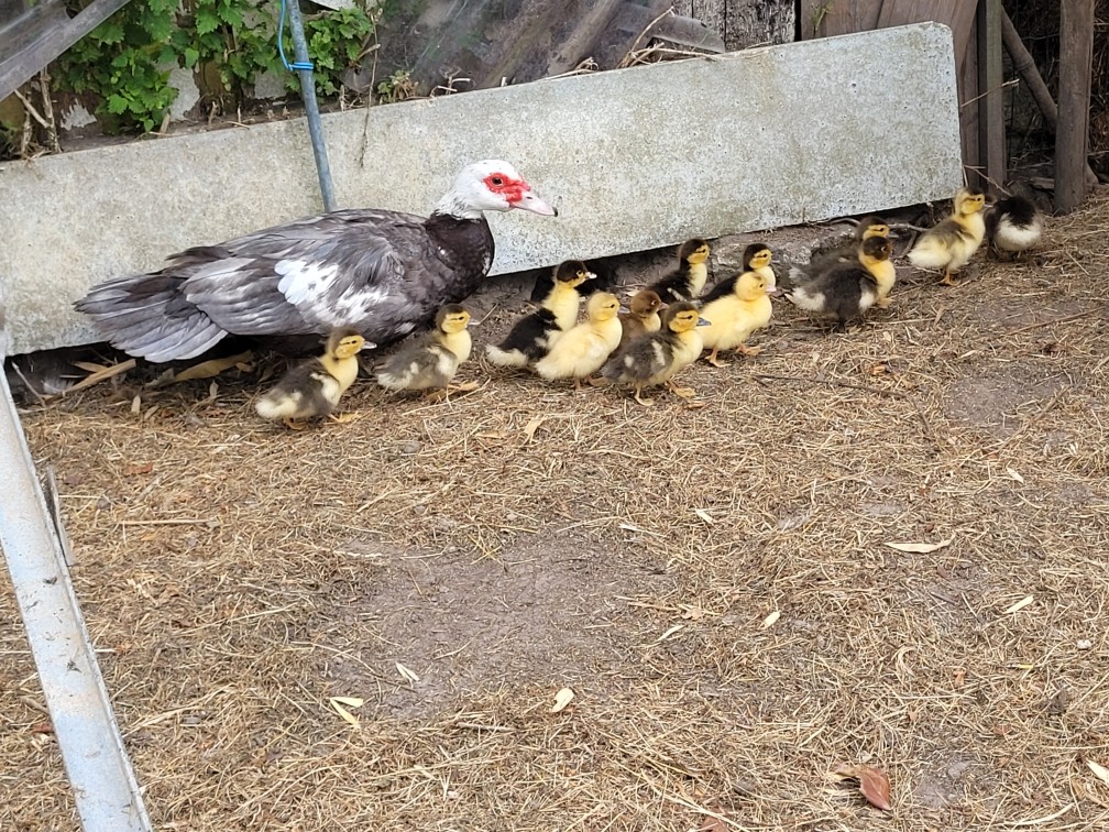 Couvée de canetons et leur mère