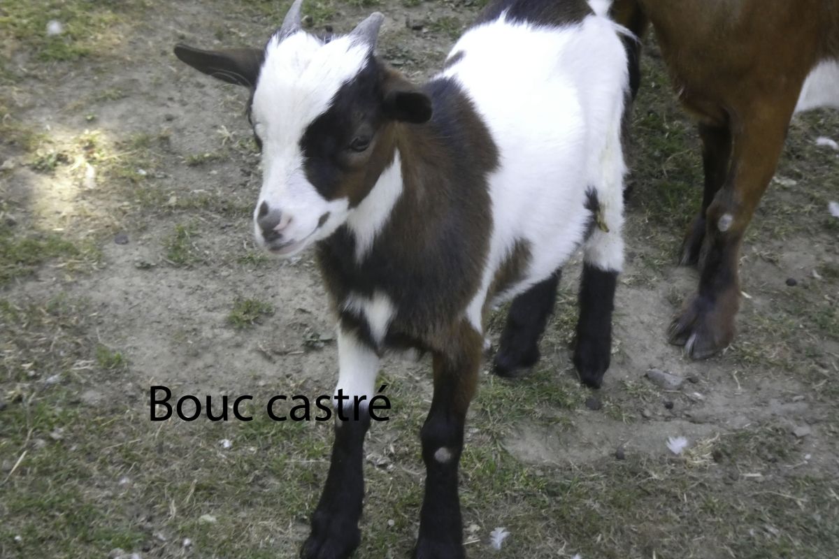 Photo 2 Deux couples de chevreaux nains