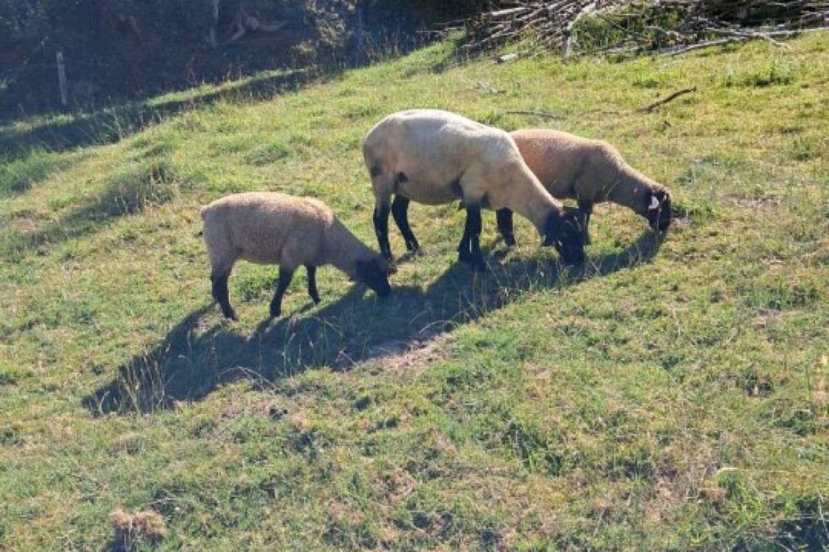 Brebis suffolk