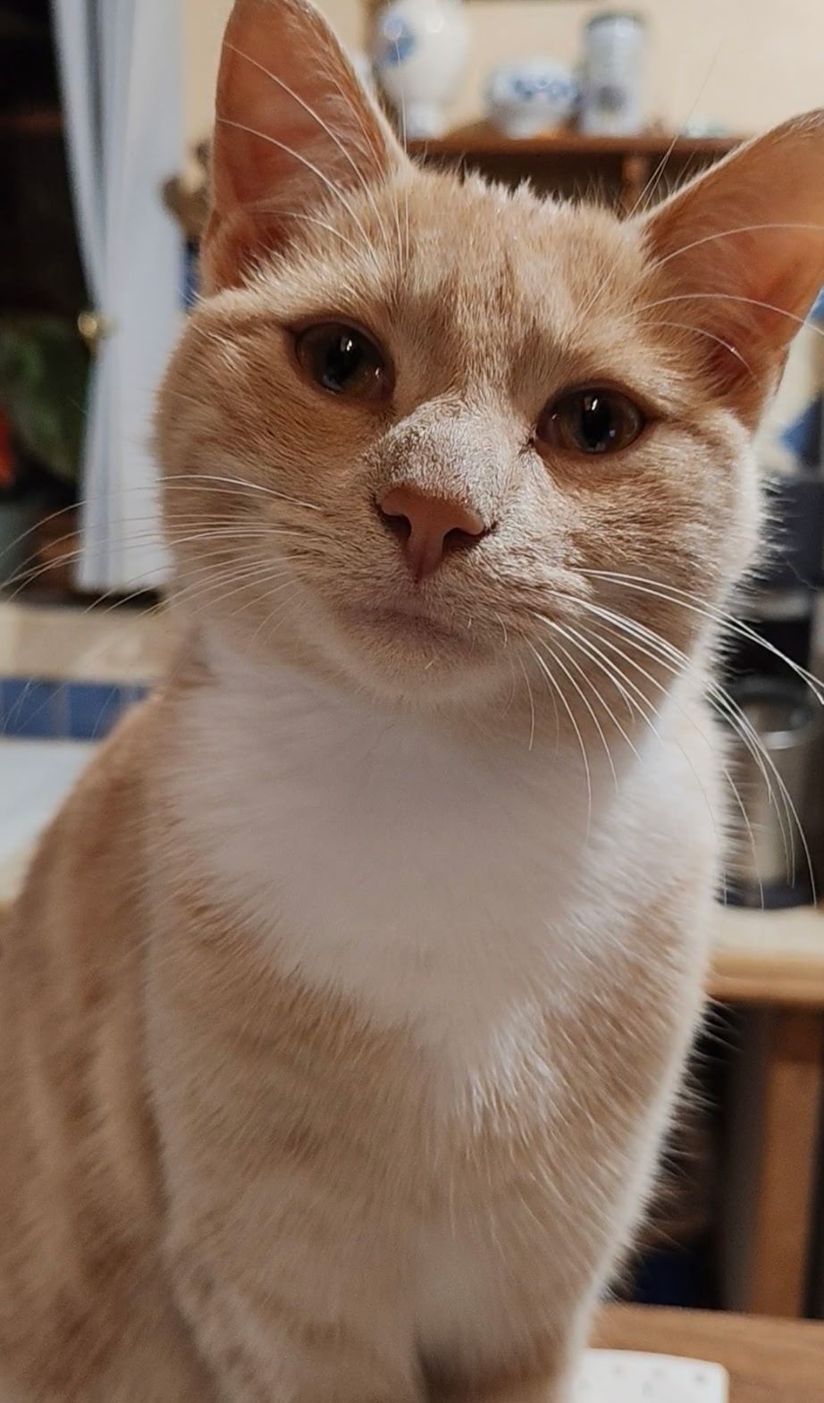 Perdu chat tigré roux