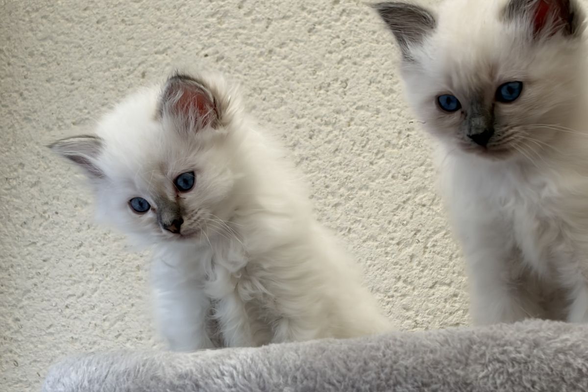 Vends chatons Sacré de Birmanie LOOF