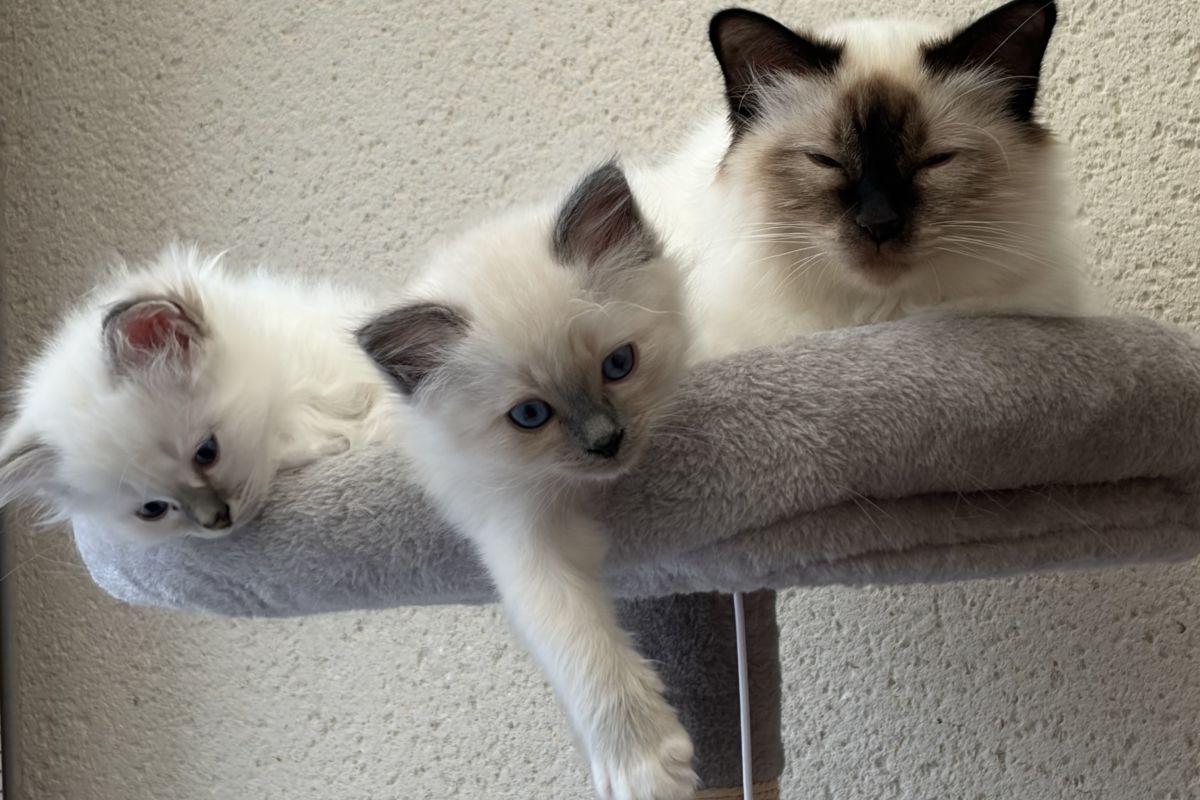 Photo 3 Vends chatons Sacré de Birmanie LOOF