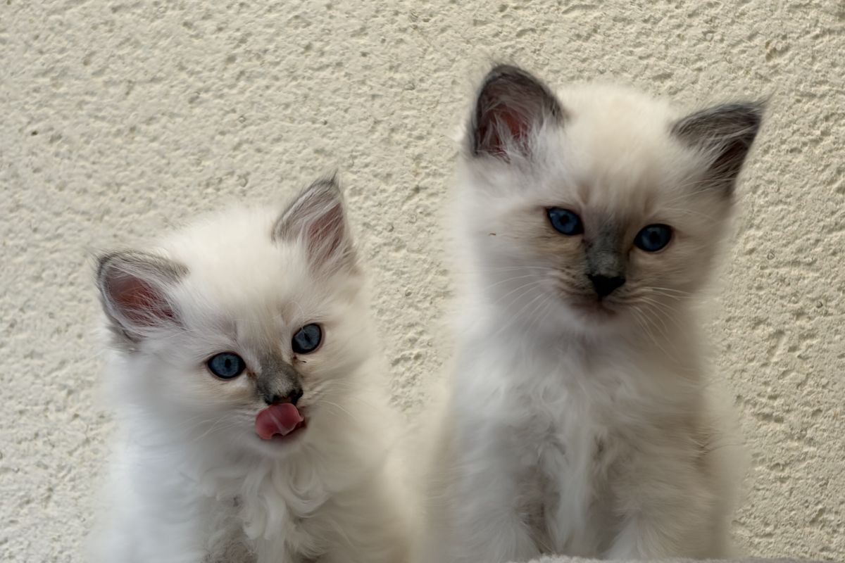 Photo 2 Vends chatons Sacré de Birmanie LOOF
