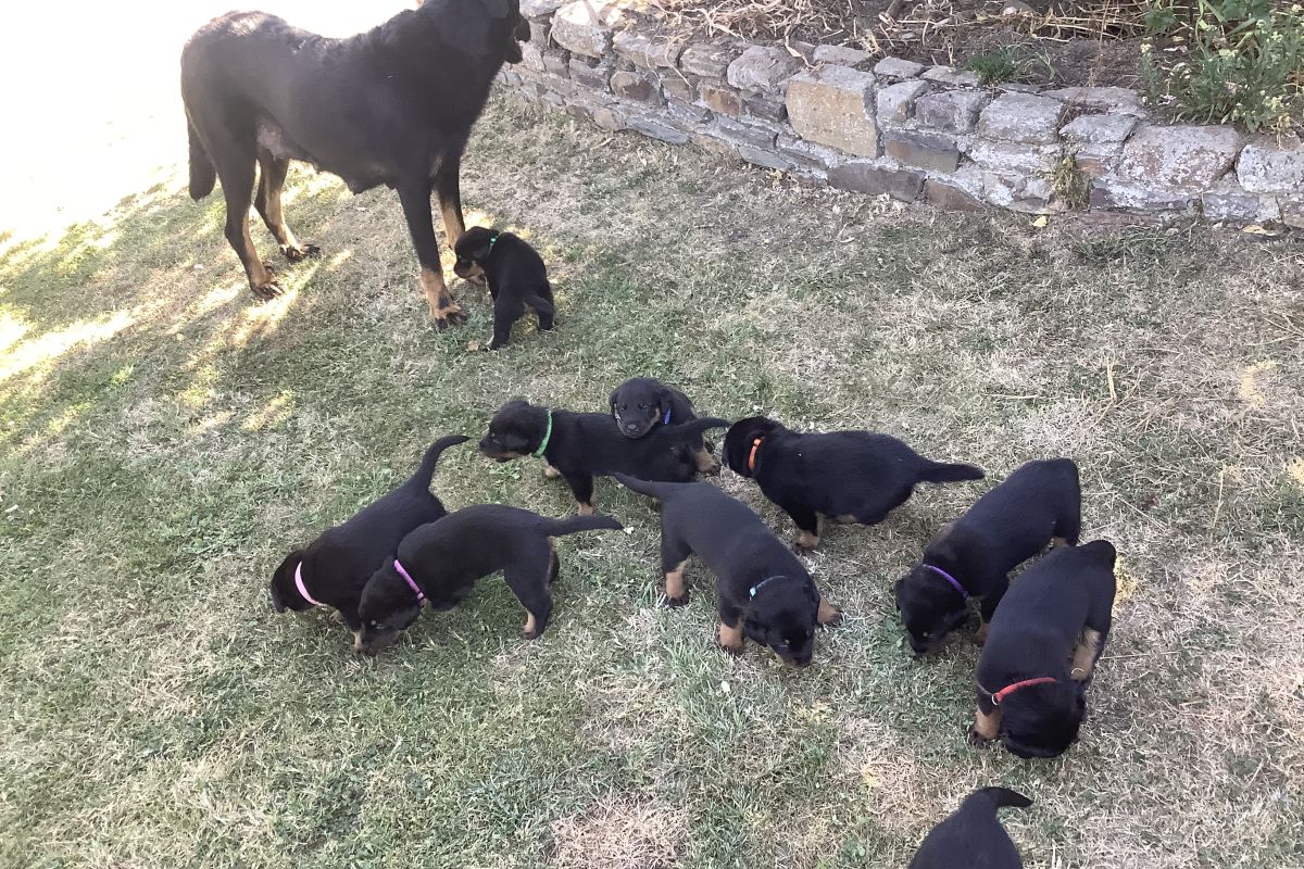 Chiot apparence beauceron 