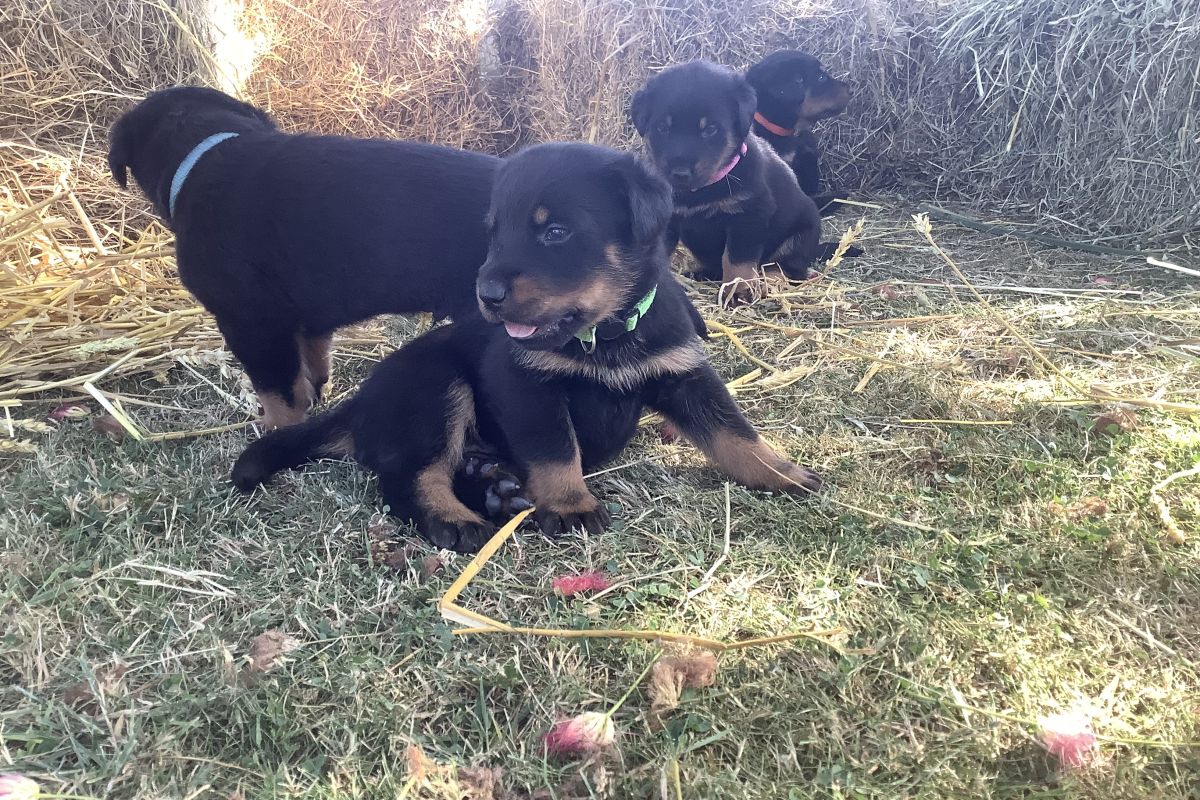Photo 3 Chiot apparence beauceron 