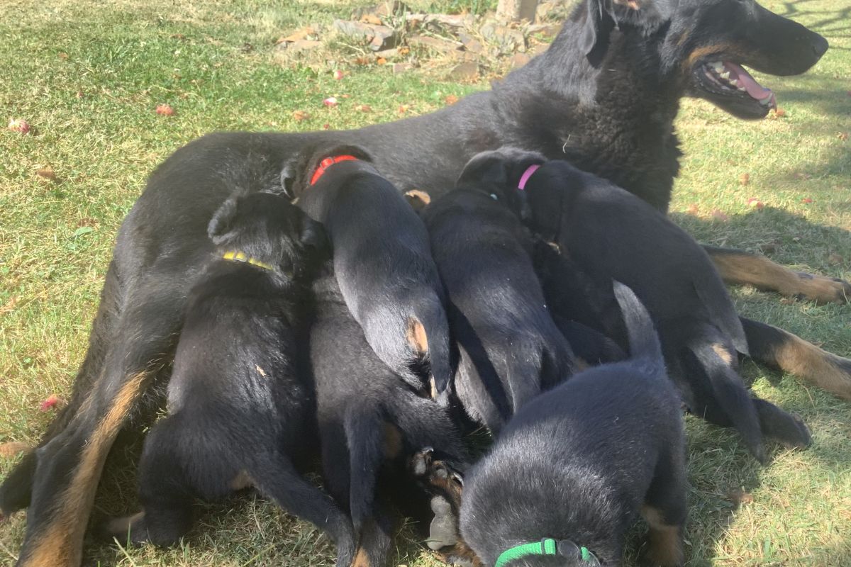 Photo 2 Chiot apparence beauceron 
