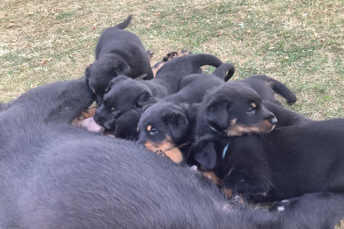 Photo 2 Chiots apparence beauceron