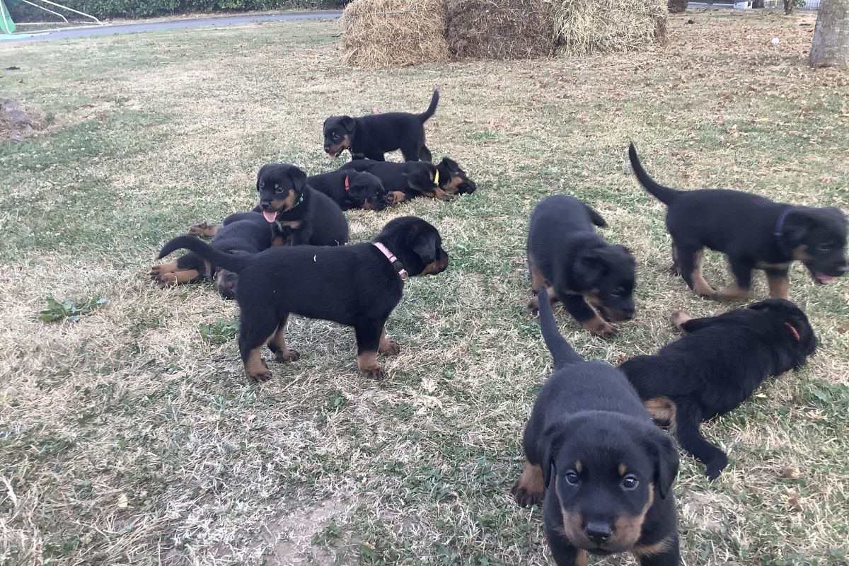 Photo 3 Chiots apparence beauceron