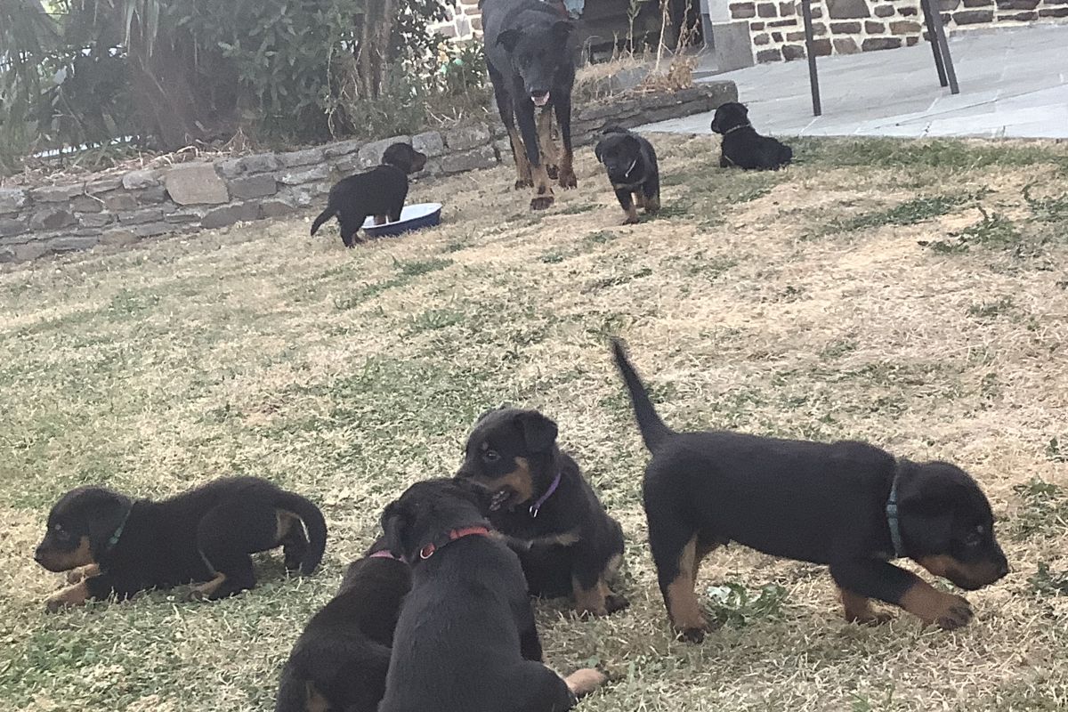 Chiots apparence beauceron