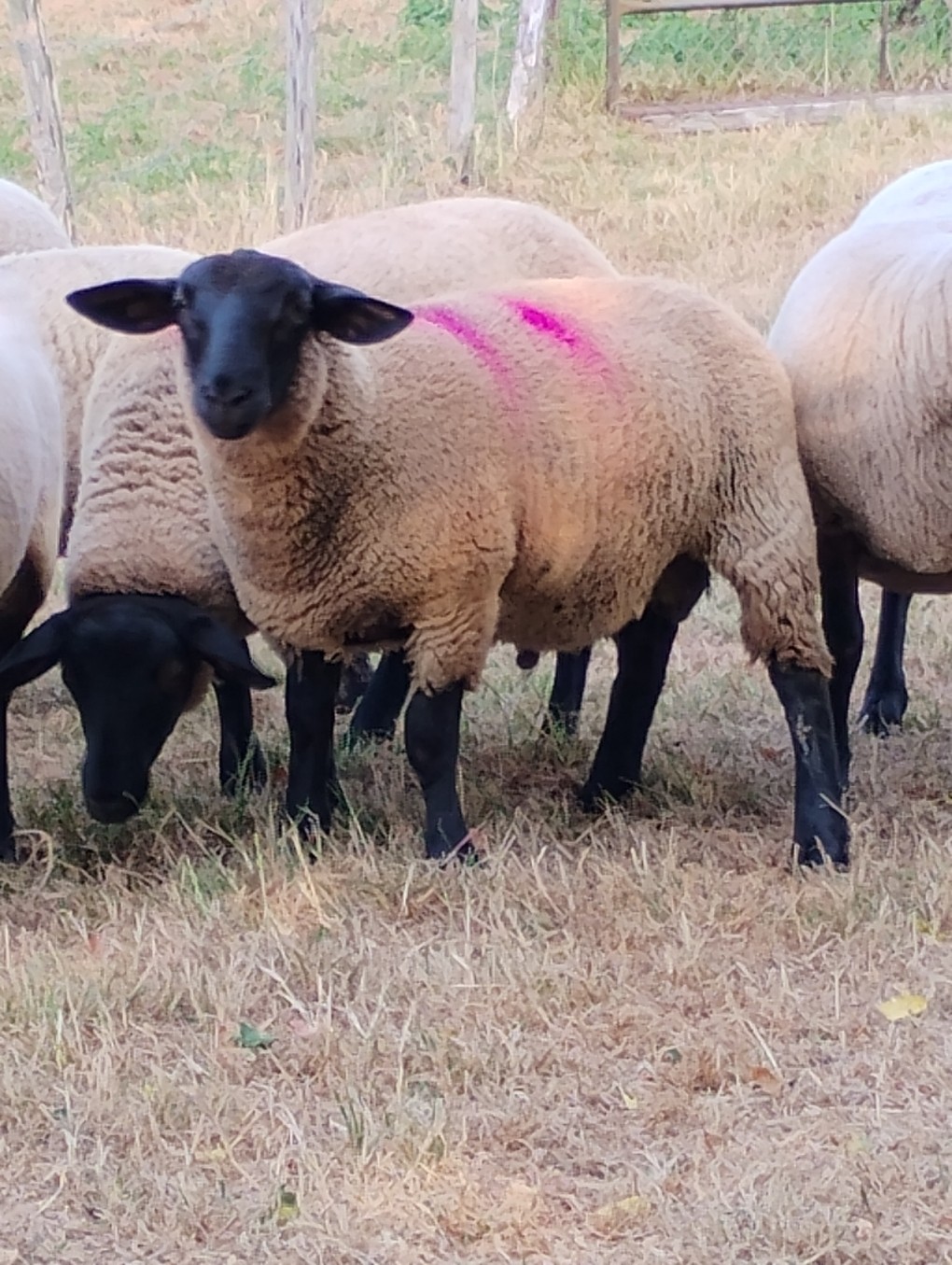 2 béliers Suffolks 