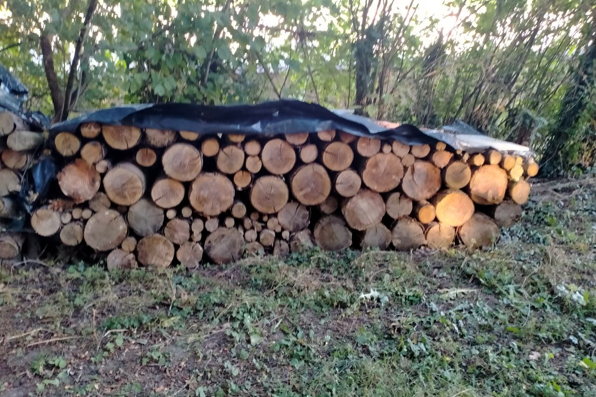 Photo 2 Vente de sapins douglas coupés en 1 m