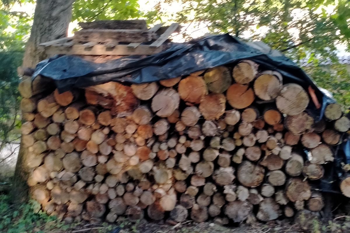 Vente de sapins douglas coupés en 1 m