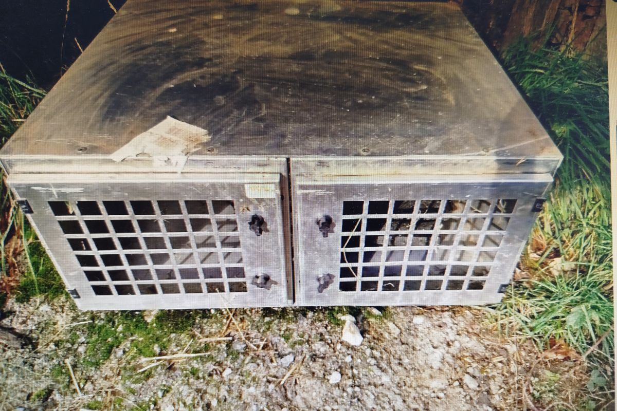 Caisse à chiens Atemis