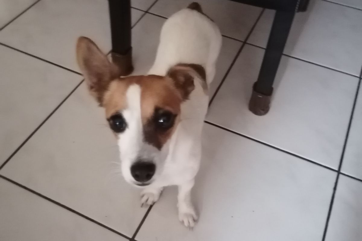 Photo 2 Donne apparence jack russel