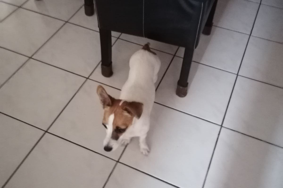 Donne apparence jack russel