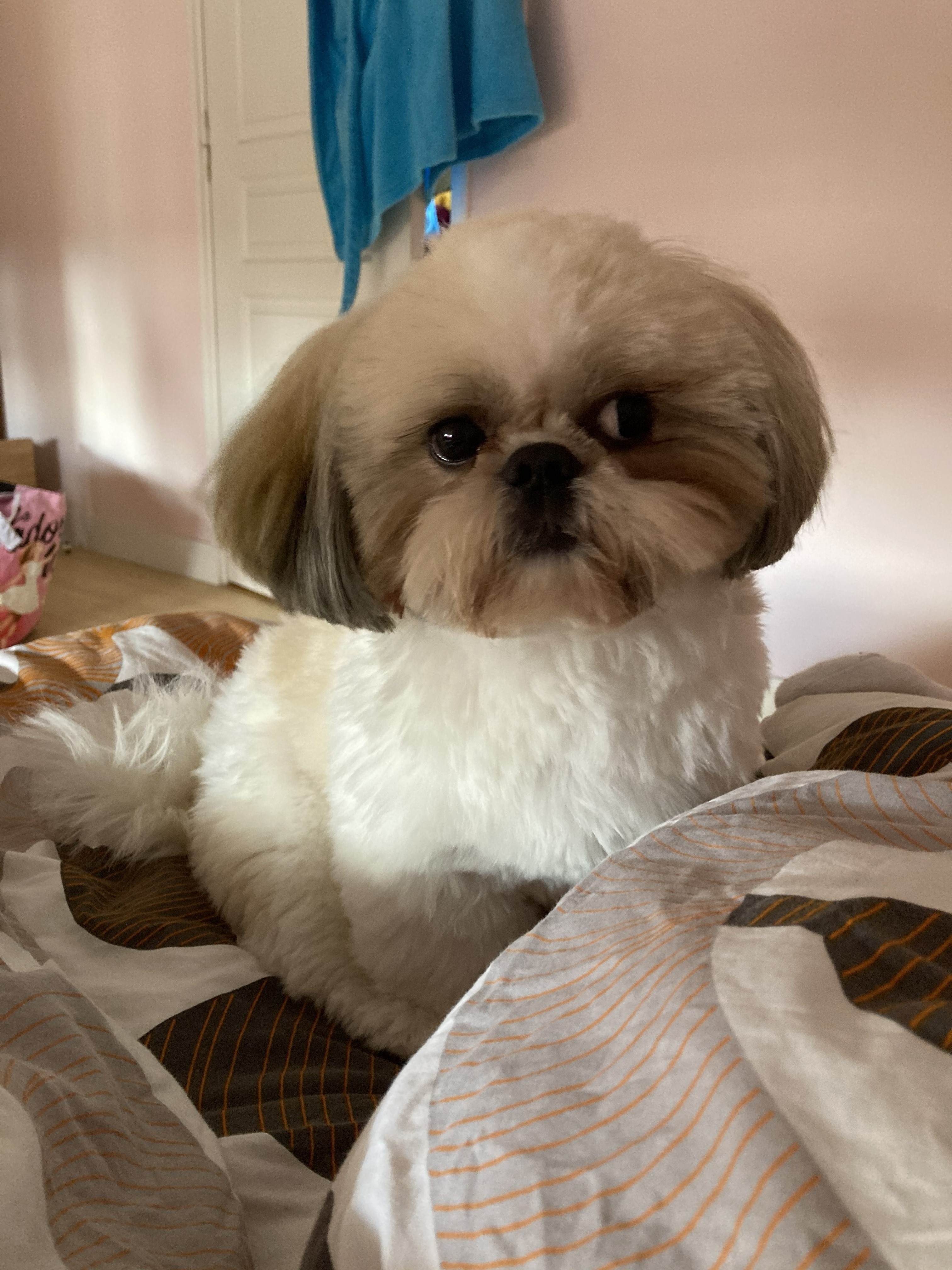 à donner apparence Shih tzu nain