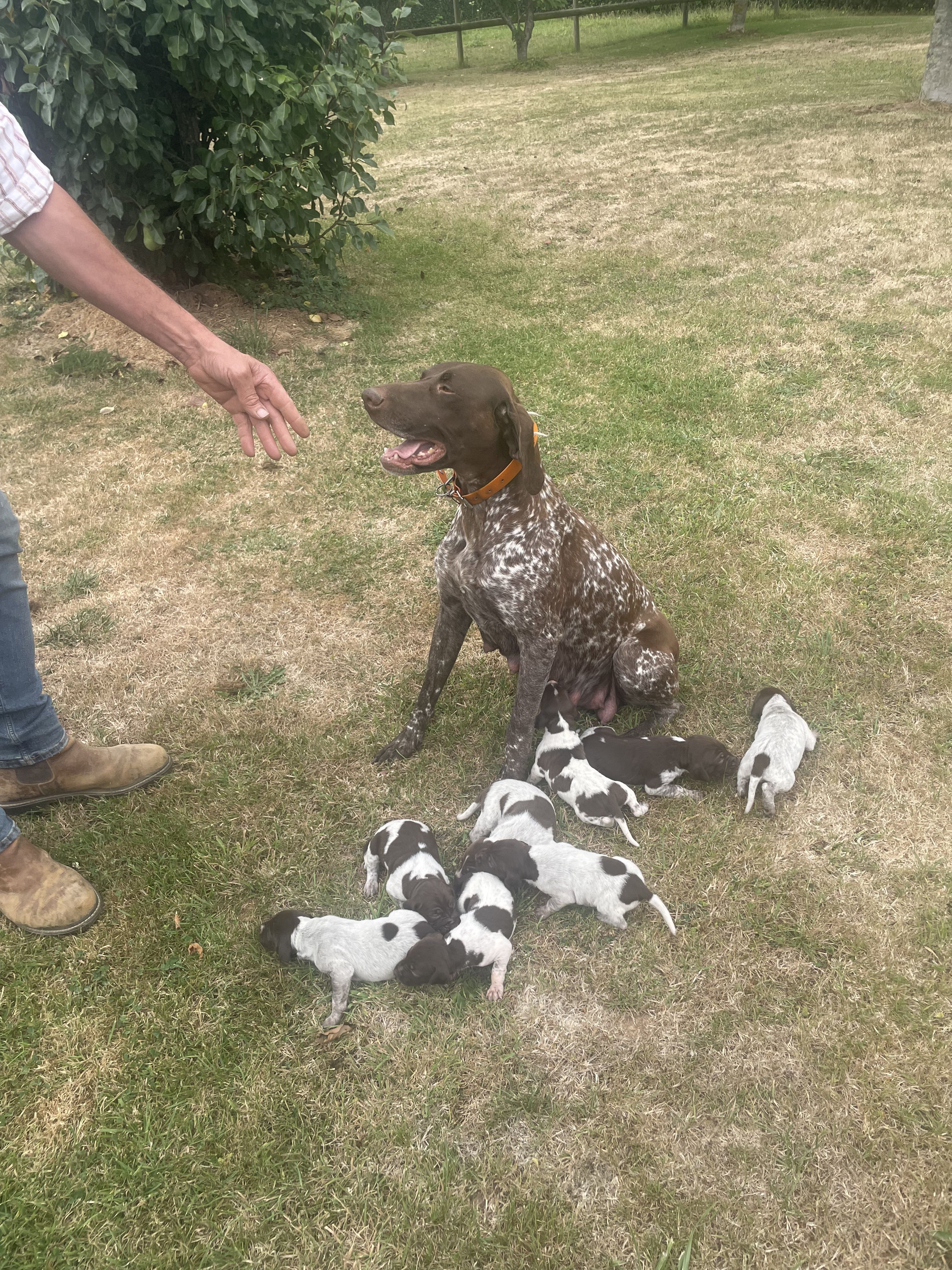 A réserver chiots apparence Braques allemand 