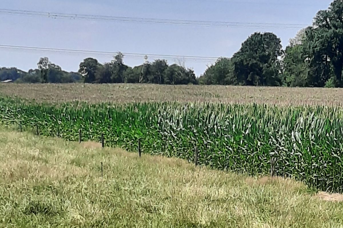Maïs ensilage 
