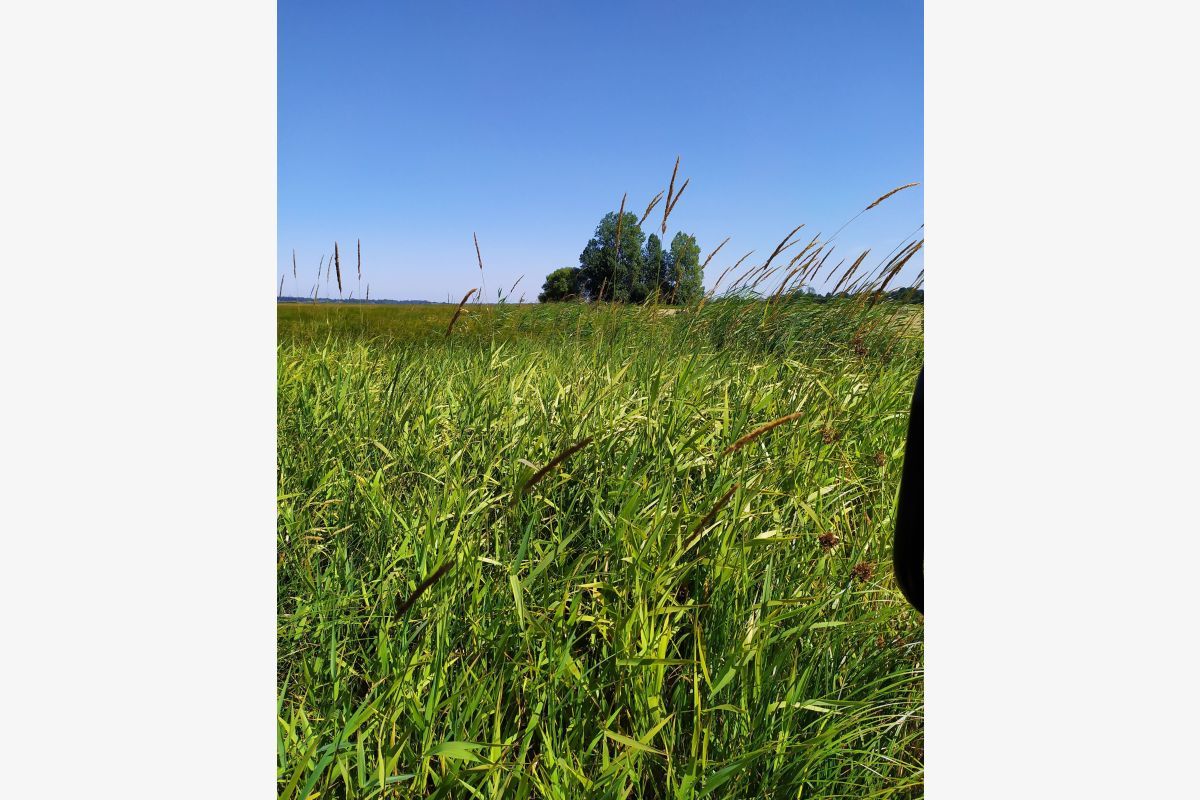 12 Ha 