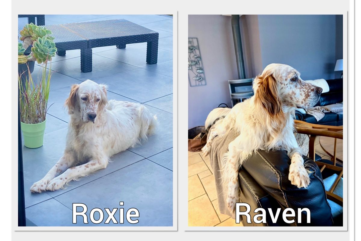 Chiots setters anglais