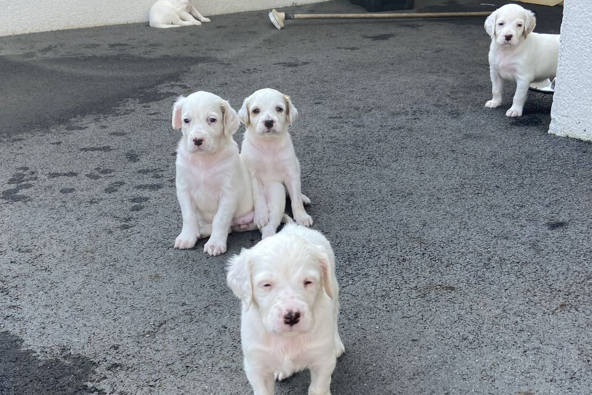 Photo 3 Chiots setters anglais