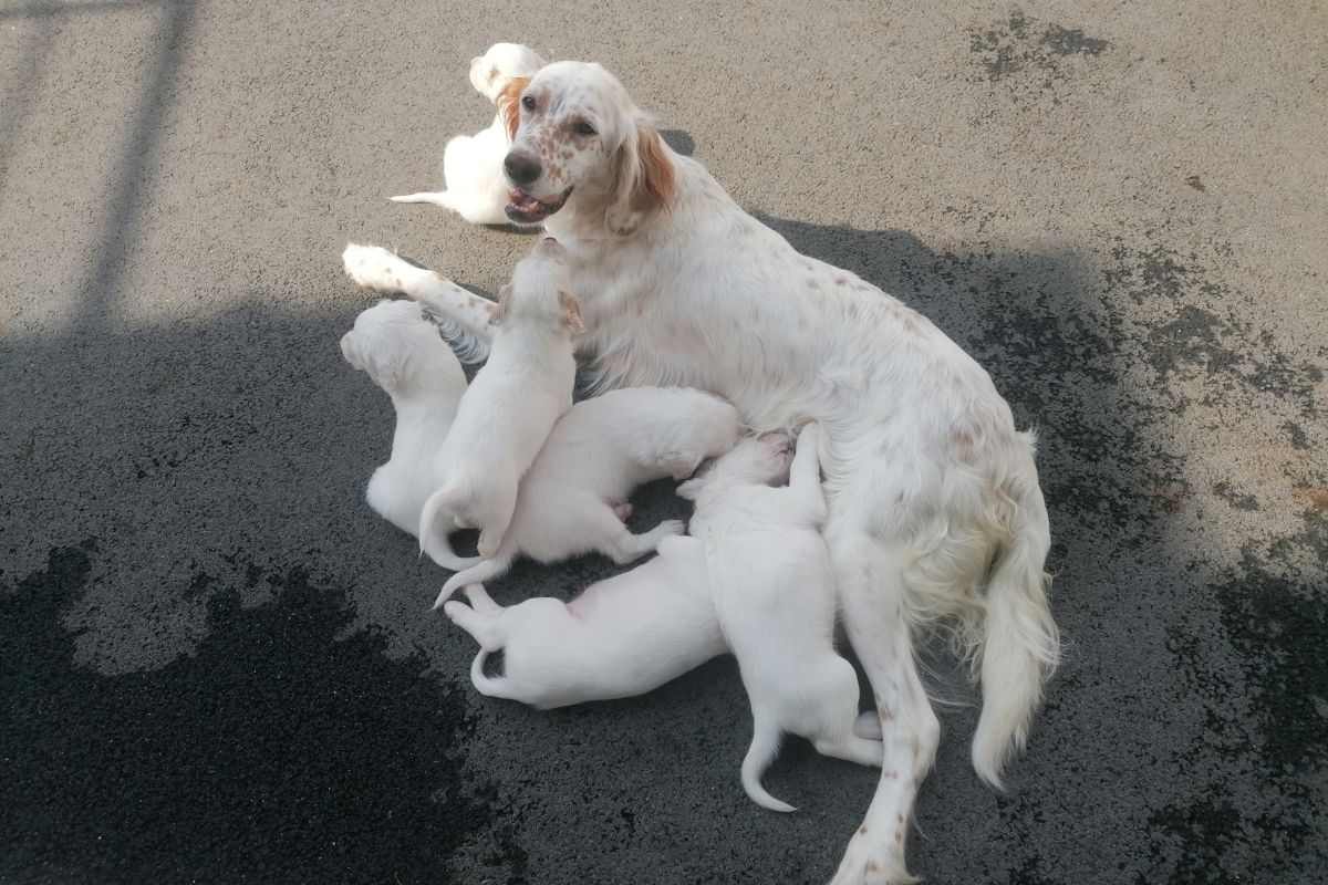 Photo 2 Chiots setters anglais