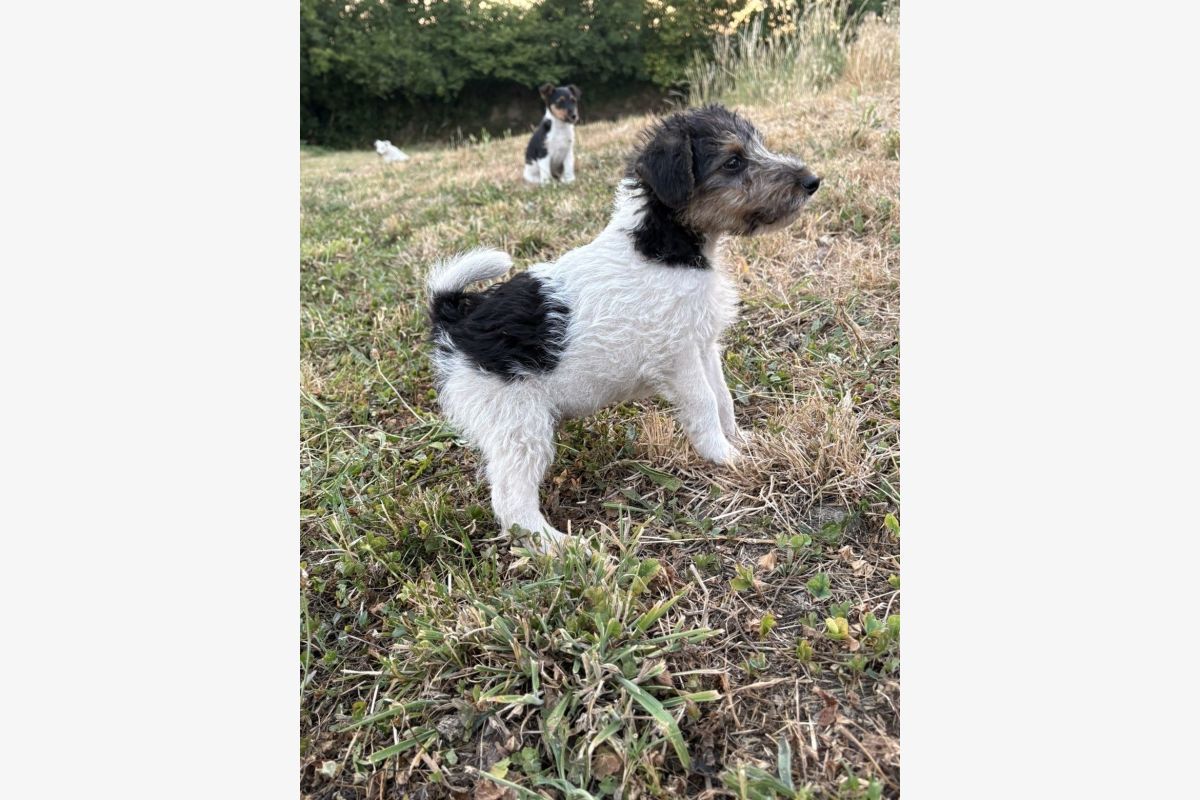 Apparence fox terrier poils durs