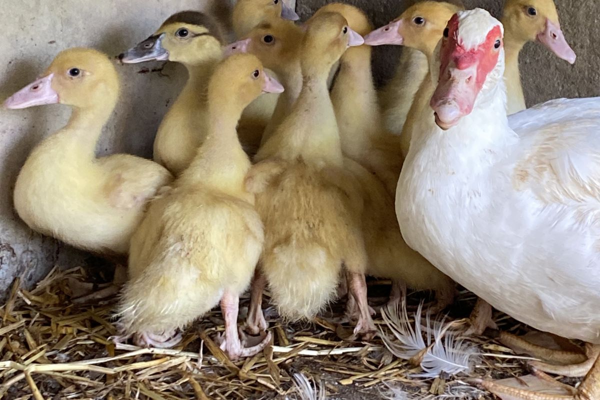 11 petits canards