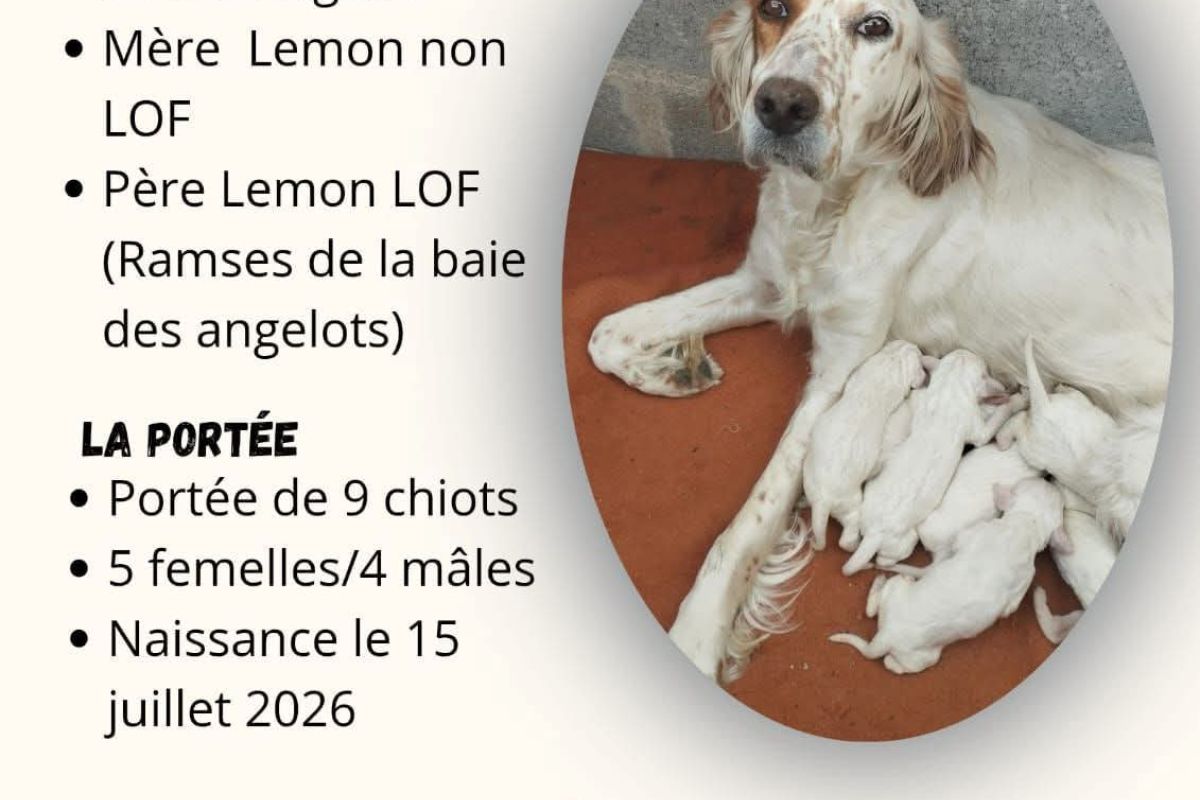 Chiots apparence setter anglais