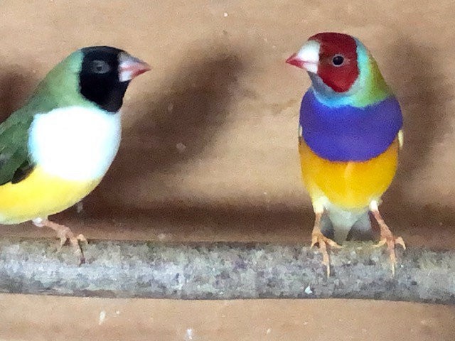 5 jeunes diamants de Gould