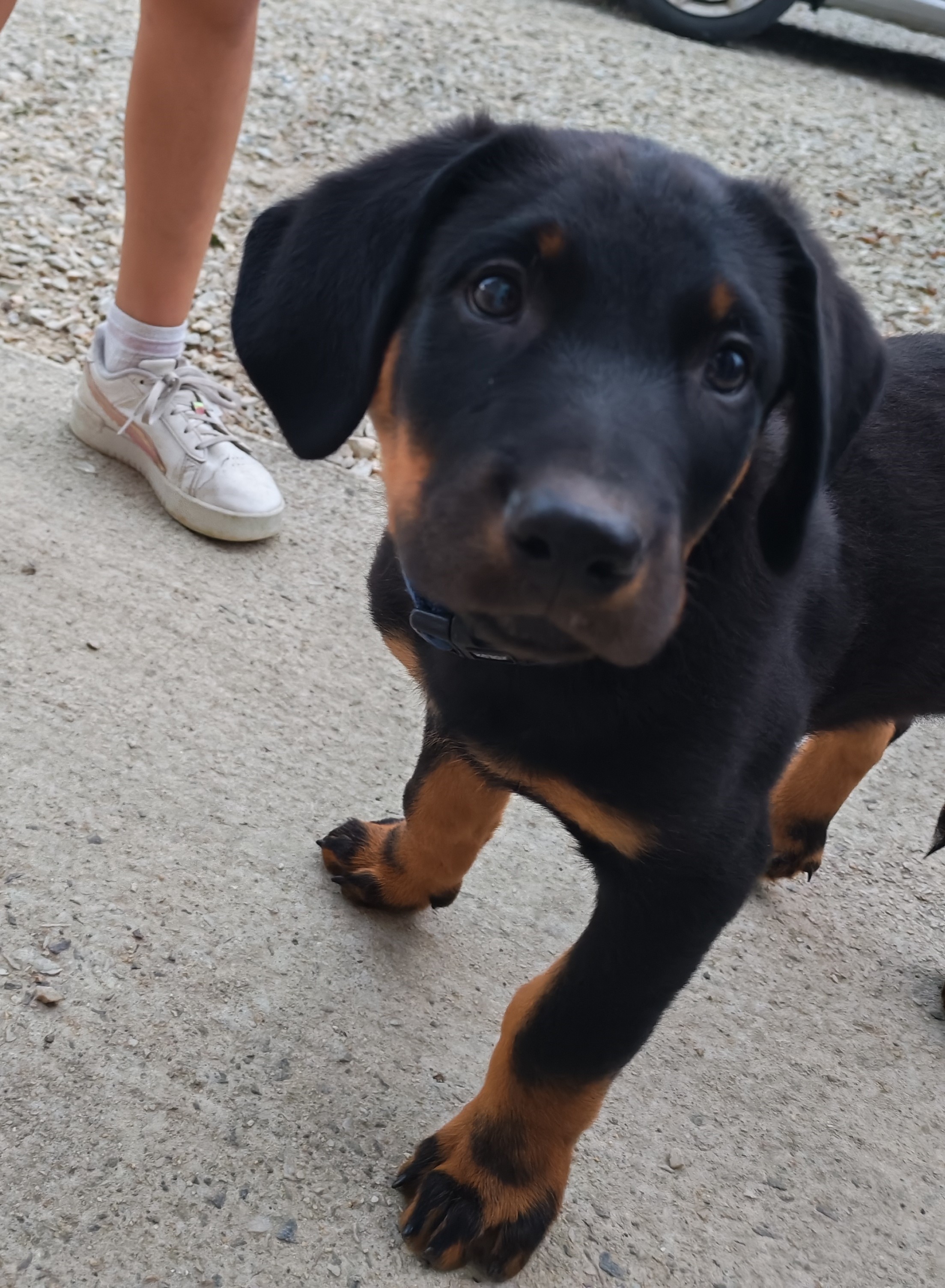 Apparence beauceron