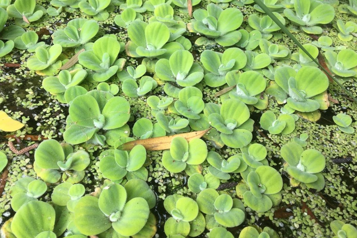 10 plantes 