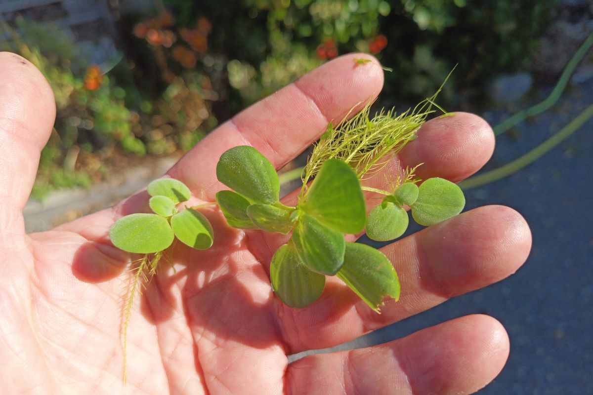 Photo 2 10 plantes 