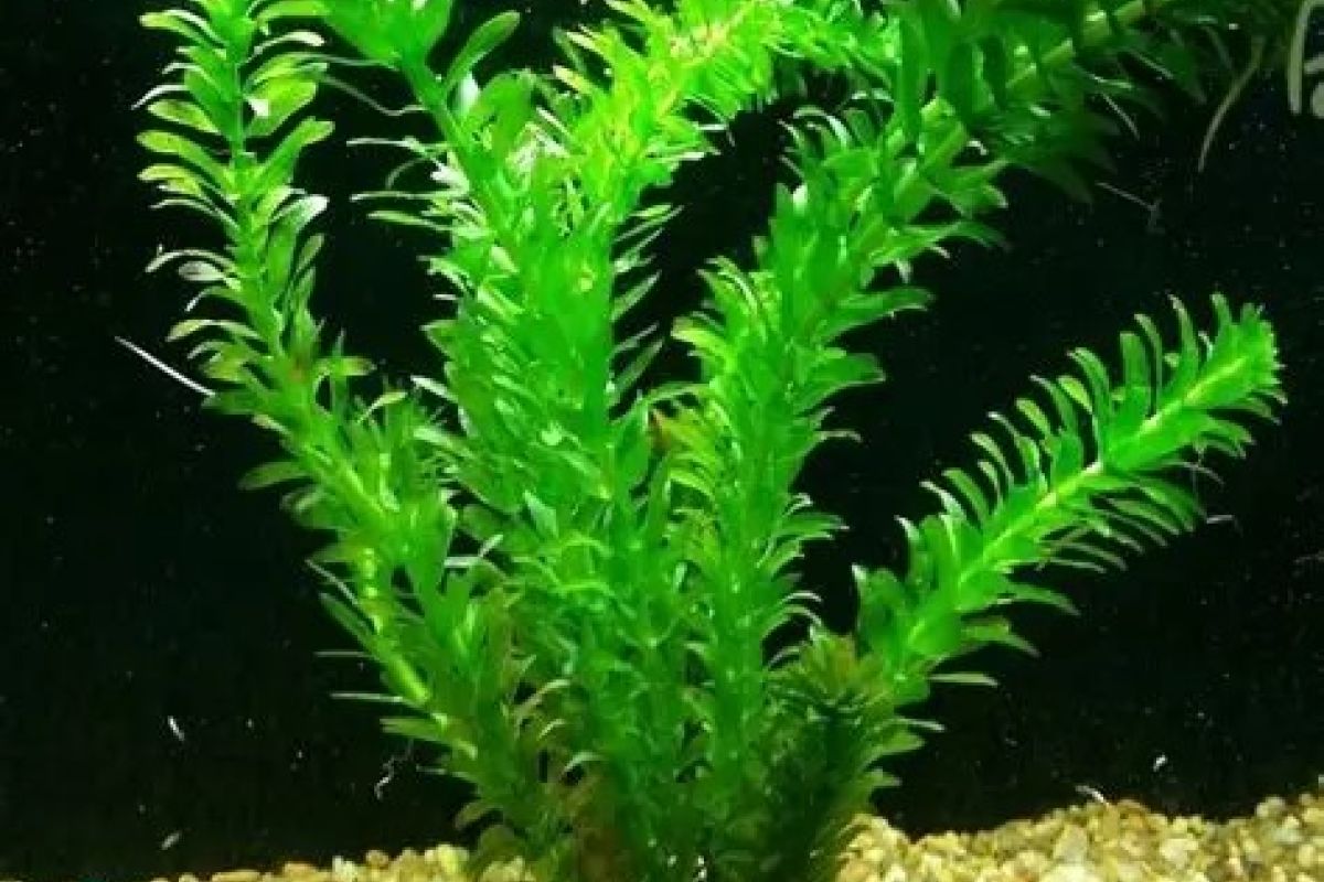 Photo 3 10 plantes 