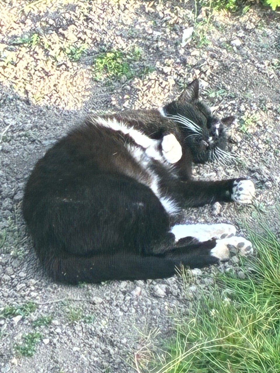 Photo 2 Perdu chat 