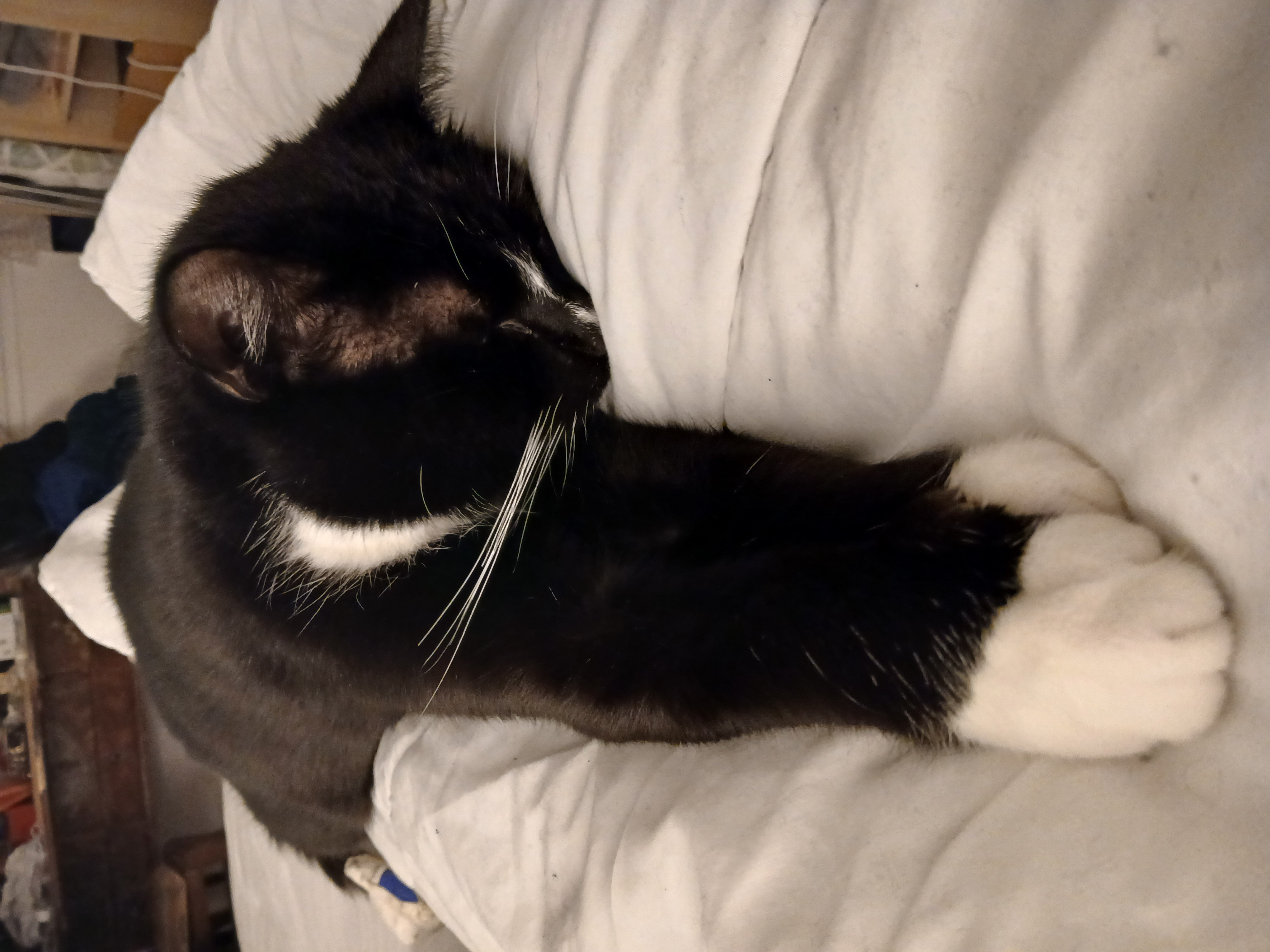 Photo 3 Perdu chat 