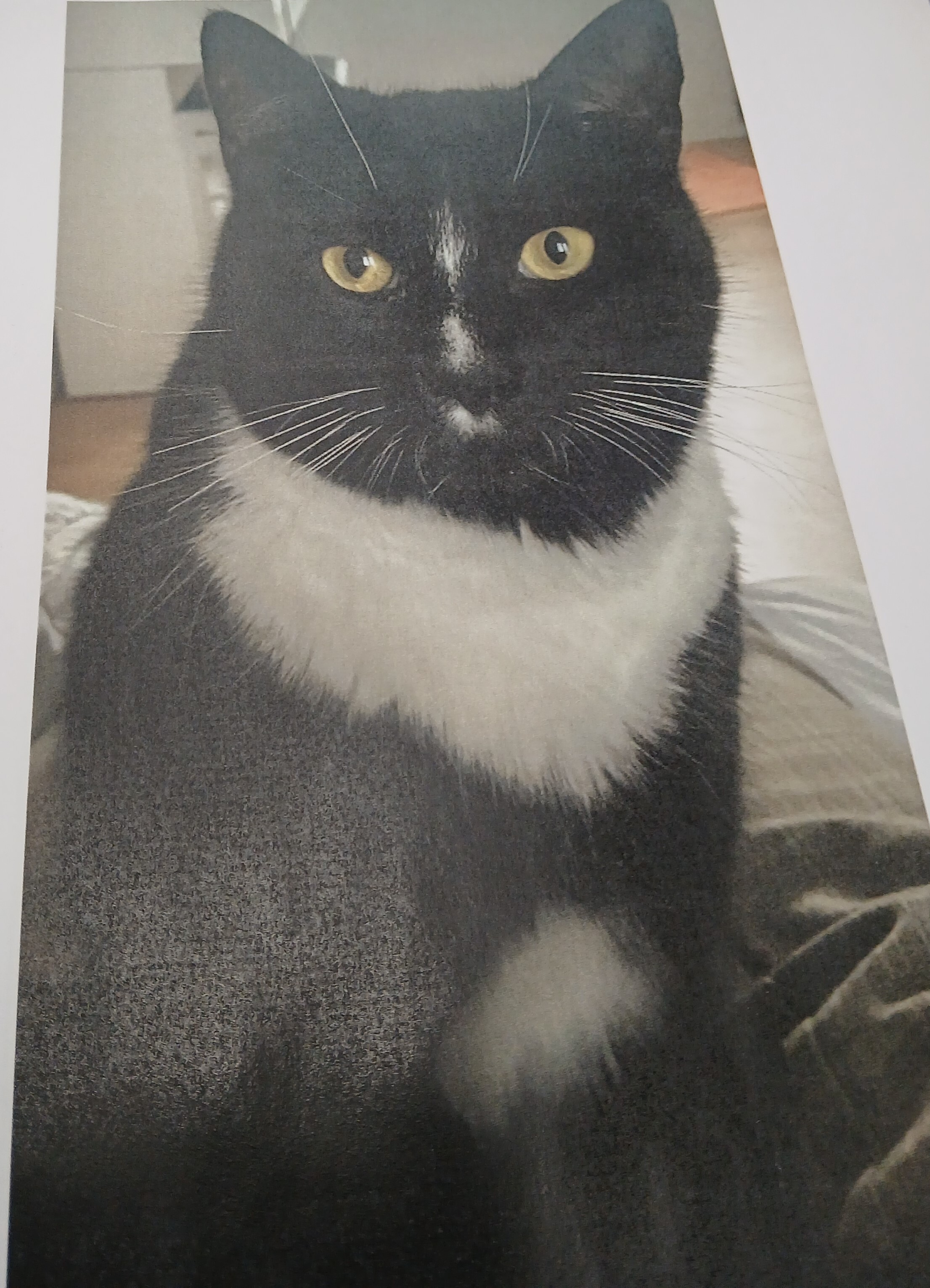 Perdu chat 