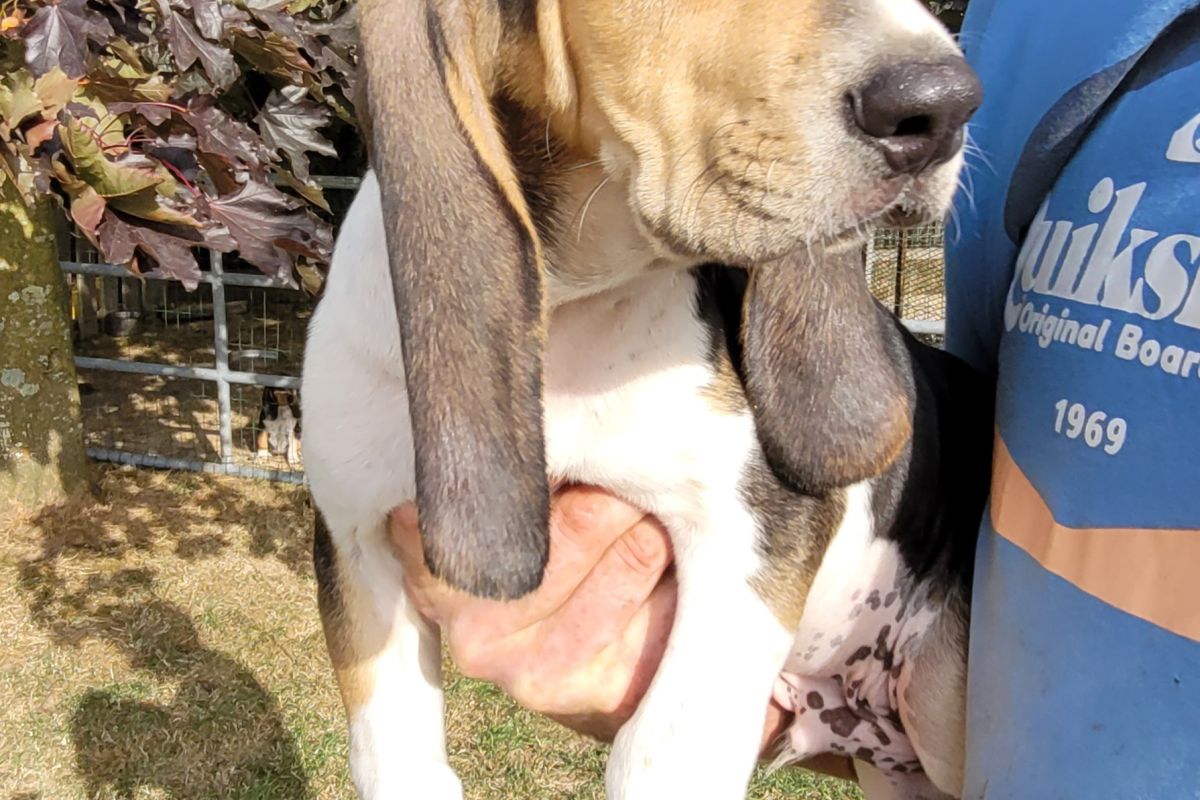 Photo 2 À vendre chiot 
