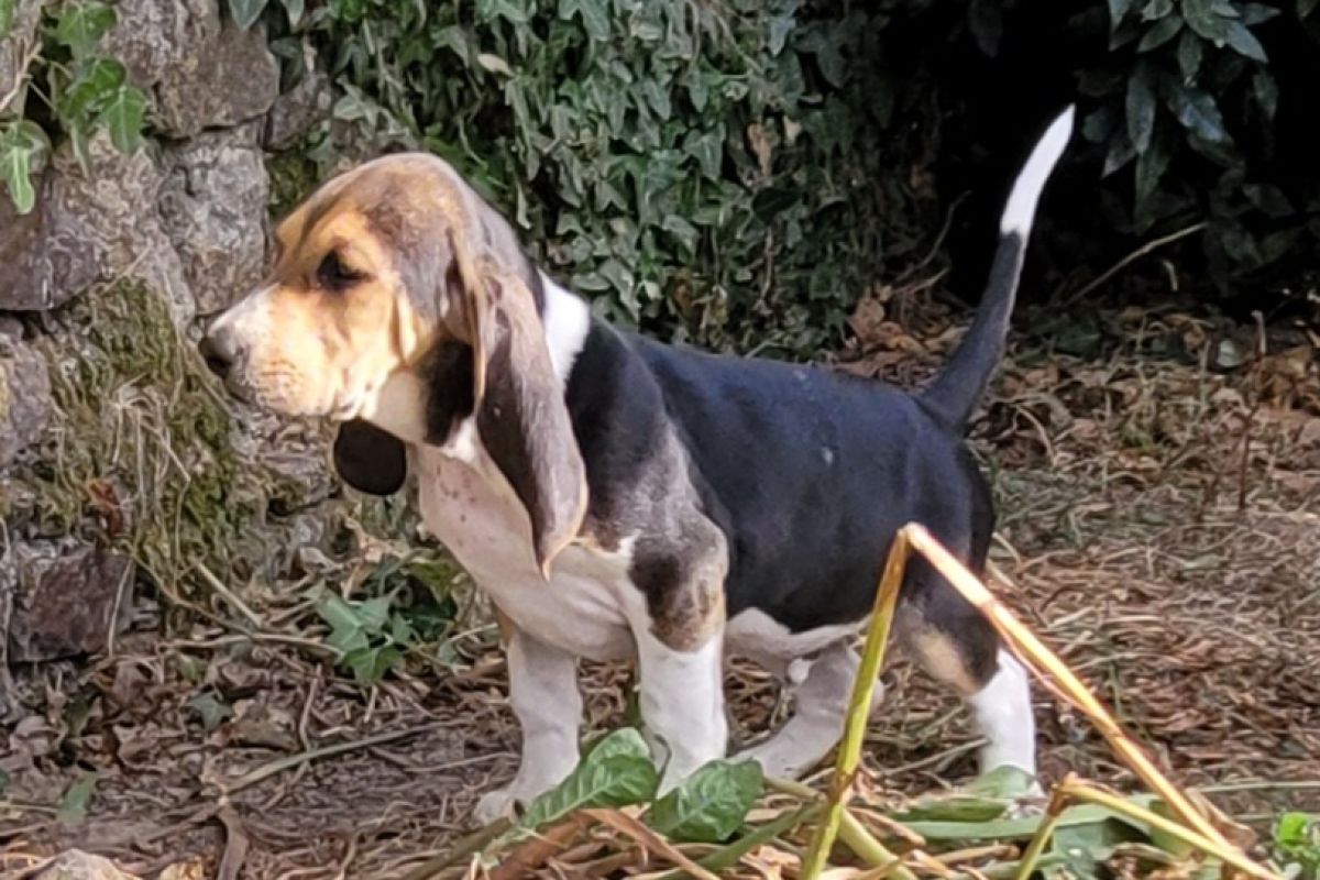À vendre chiot 