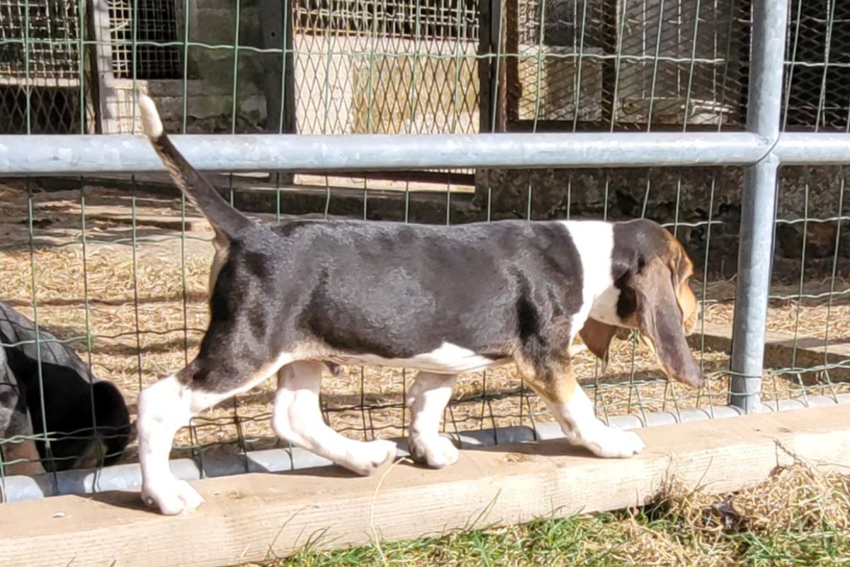 Photo 3 À vendre chiot 