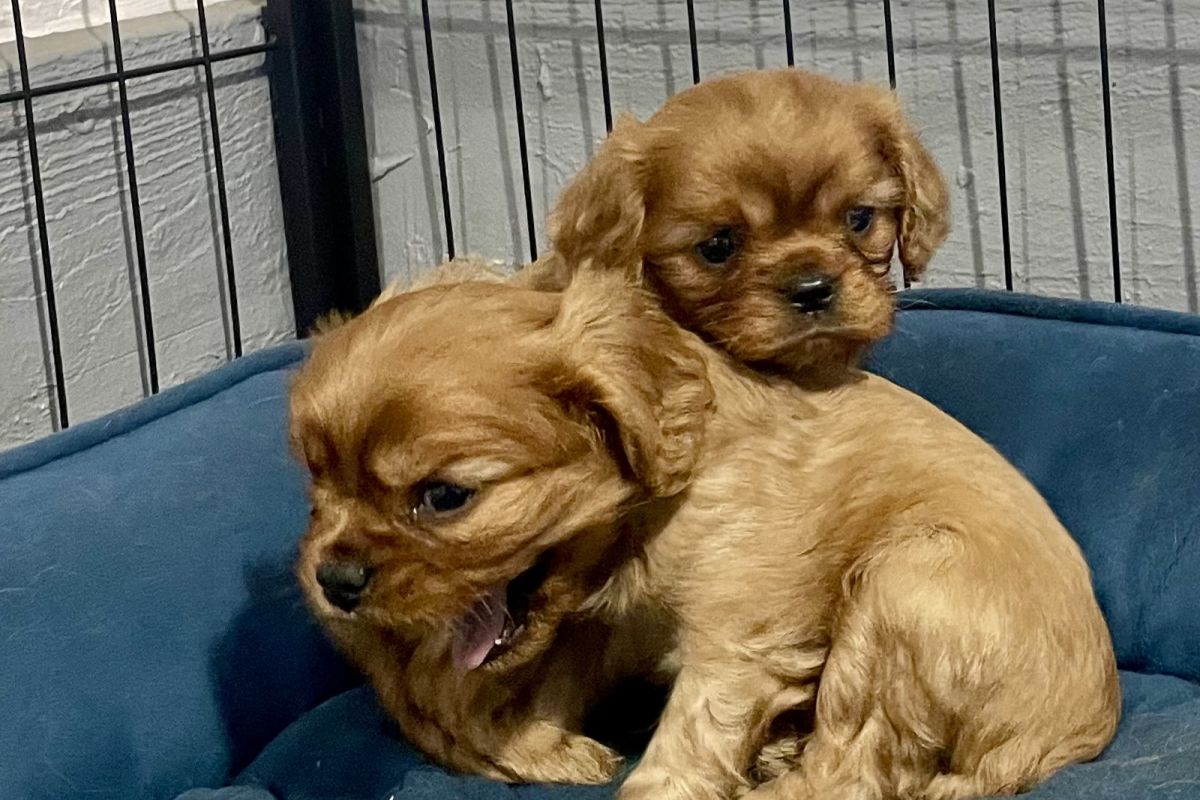 Photo 2 Vends superbes chiots race Cavaliers King Charles LOF excellent pedigree 