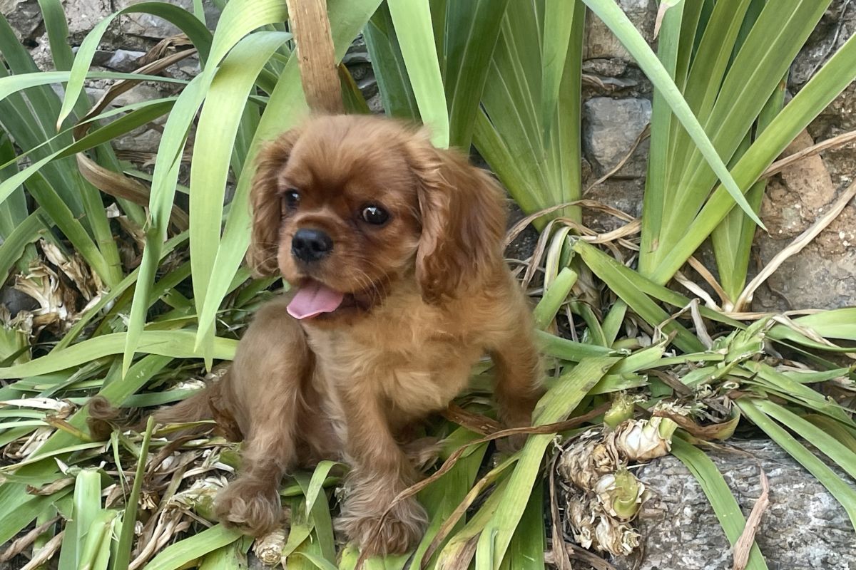 Vends superbes chiots race Cavaliers King Charles LOF excellent pedigree 