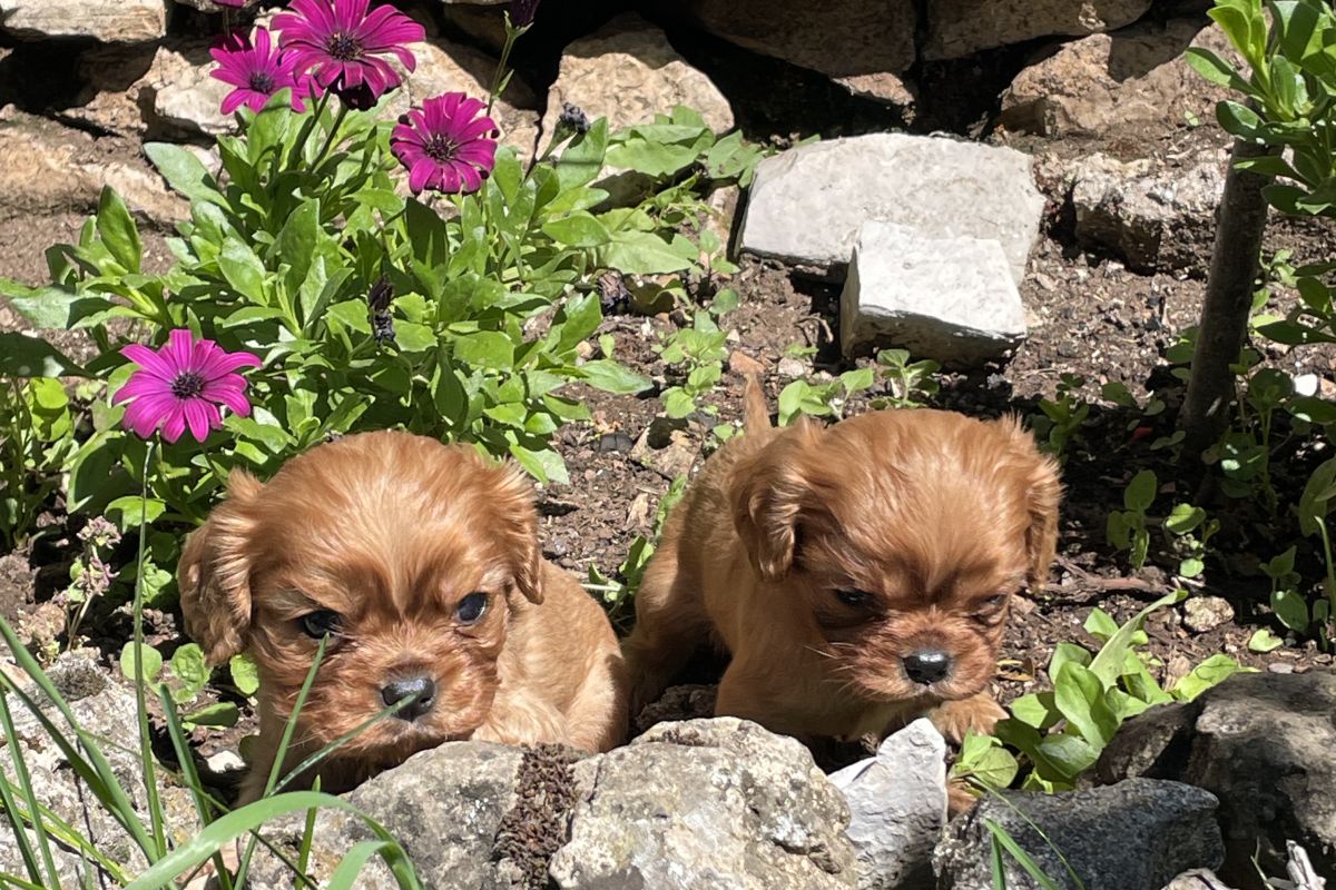Photo 3 Vends superbes chiots race Cavaliers King Charles LOF excellent pedigree 