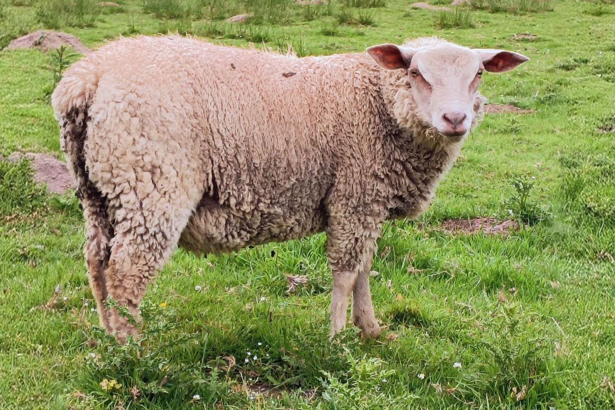 Agneau mâle 6 mois