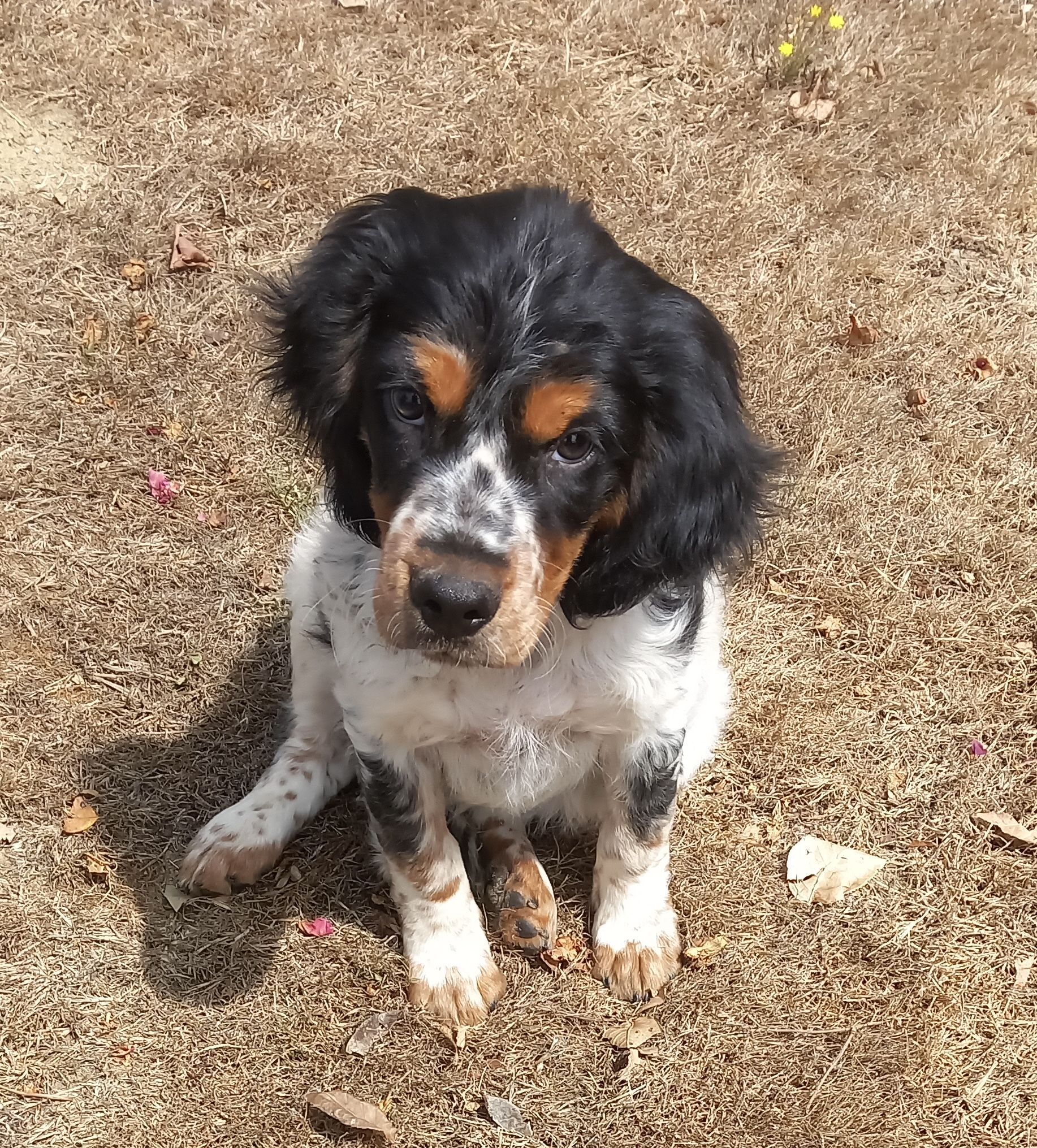 Beau chiot apparence épagneul breton