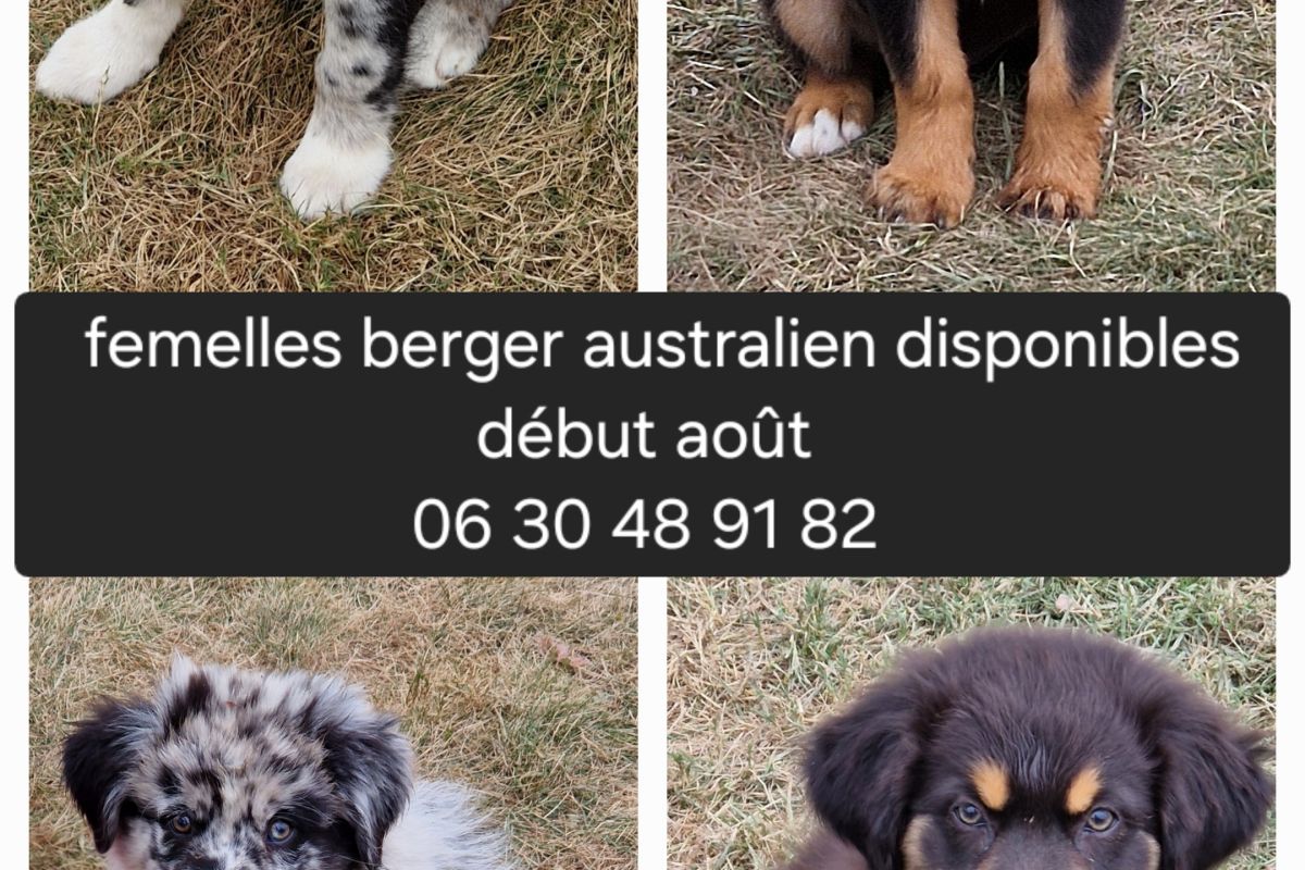 Adorables chiots type Berger Australien 
