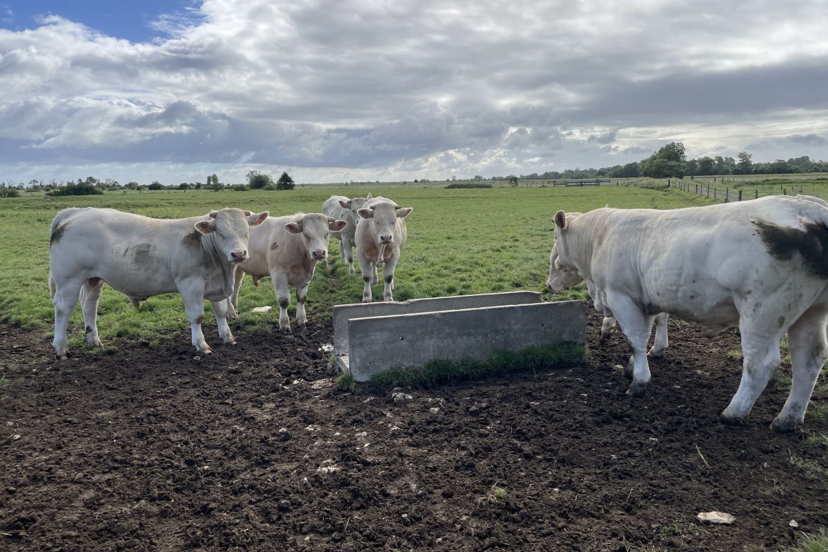 Taureaux  charolais et limousin 