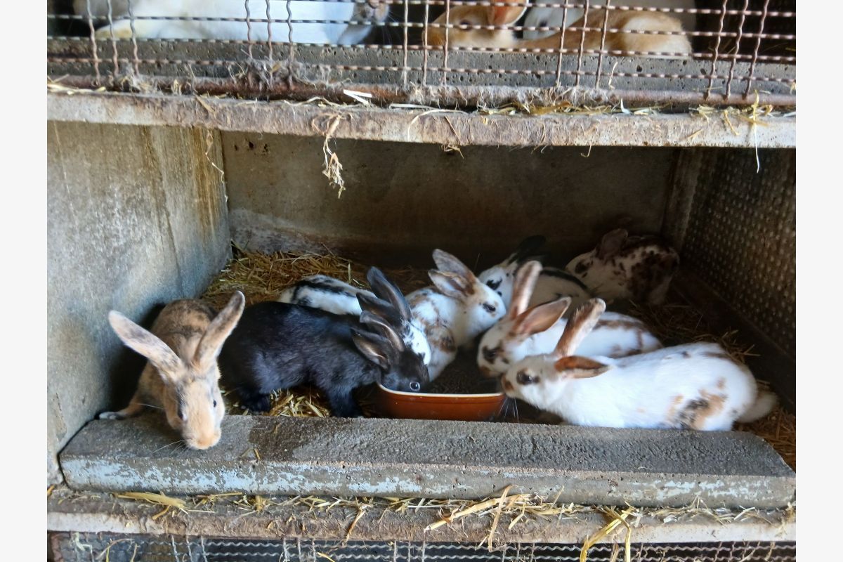 Lapins sevrés